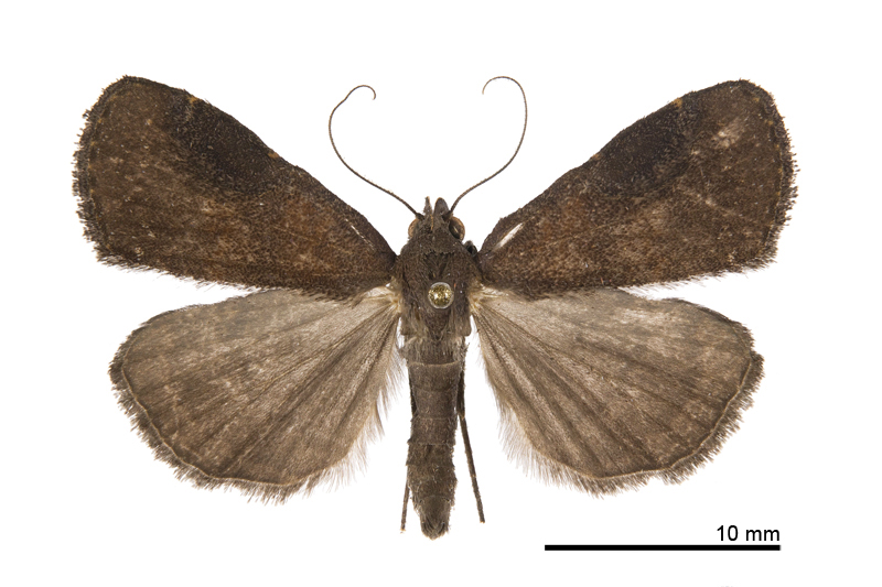 Hydrillodes sp. Male